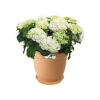 Elho Green Basics Plantenschotel Mild Terra Ø53cm - thumbnail