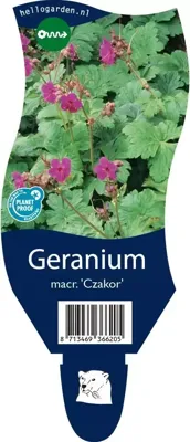 Geranium macr. Czakor vaste plant Griffioen - Griffioen Geranium macr. Czakor vaste plant Griffioen - Griffioen