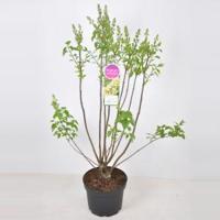 Sering (syringa vulgaris "Primrose") - 70-90 cm - 1 stuks - thumbnail
