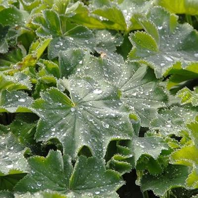 Alchemilla mollis vaste plant Griffioen - Griffioen Alchemilla mollis vaste plant Griffioen - Griffioen