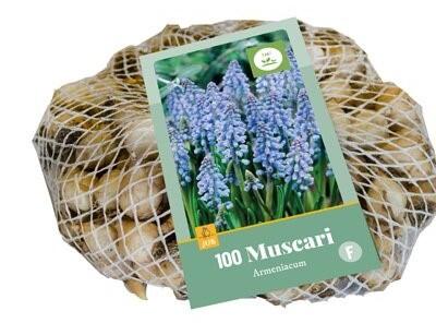 Muscari armeniacum bloembollen 100 bollen Druifhyacint JUB - Jub