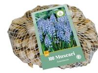 Muscari armeniacum bloembollen 100 bollen Druifhyacint JUB - Jub - thumbnail