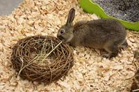 HAPPY PET WILGEN RING LARGE 24X24X24 CM - thumbnail