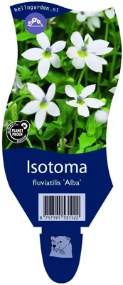 Isotoma fluviatilis Alba vaste plant Griffioen - Griffioen