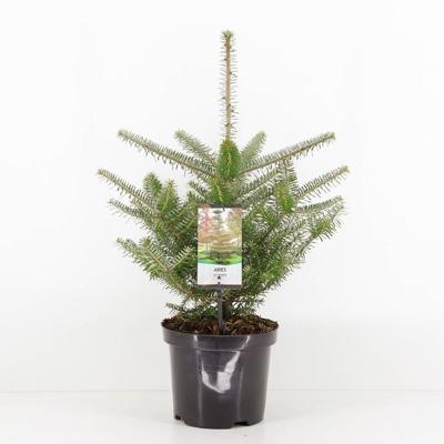 Abies koreana 55 cm Conifeer Koreaanse zilverspar Warentuin Natuurlijk - Warentuin natuurlijk Abies koreana 55 cm Conifeer Koreaanse zilverspar Warentuin Natuurlijk - Warentuin natuurlijk