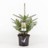 Abies koreana 55 cm Conifeer Koreaanse zilverspar Warentuin Natuurlijk - Warentuin natuurlijk - thumbnail