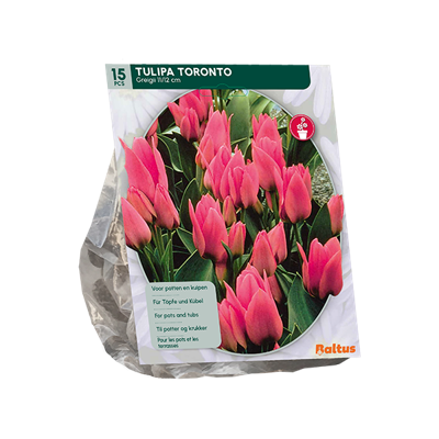 Tulp