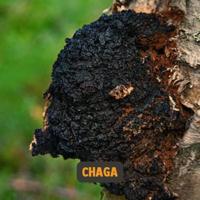 Cupplement Chaga Organic Supplement 60Capsules - thumbnail