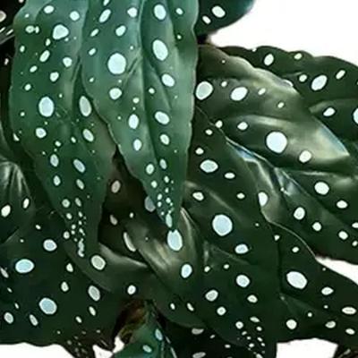 Bladeren elephant's ear 35 cm kunsttak Buitengewoon de Boet - Buitengewoon de boet