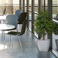 Ming Aralia kunstplant 90cm - UV bestendig - thumbnail