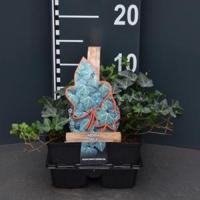Klimop (hedera helix) bodembedekker - 6-pack - 1 stuks - thumbnail