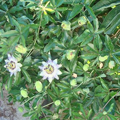 Passiflora Coerulea zaden Passion Blue passiebloem