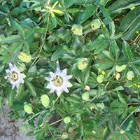 Passiebloem bloemzaden – Passion Blue - thumbnail
