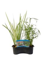 Mix mand 18 cm met 3 planten erin drijfring 24,5 x 24,5 cm Moerings - Moerings - thumbnail