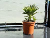 Palmboom - Chamaerops Humilis Vulcano - thumbnail