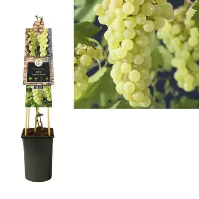Druif (wit) (Vitis "Vroege van der Laan") klimplant Druif (wit) (Vitis "Vroege van der Laan") klimplant
