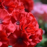Geranium kunstplant in pot 40cm - rood - thumbnail