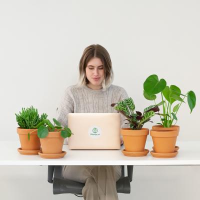 Groene Kantoorbox (5 stuks) Groene Kantoorbox (5 stuks)