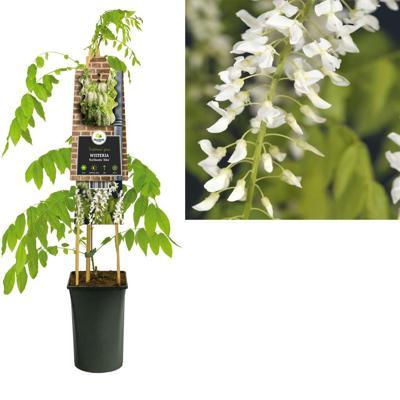 Klimplant Blauwe Regen Wit - Wisteria Floribunda Alba