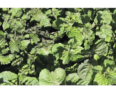 Mentha x villosa Mojito kruidenplant Griffioen - Griffioen