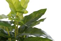 Decoratieve plant DKD Home Decor PVC Polypropyleen 25 x 25 x 30 cm - thumbnail