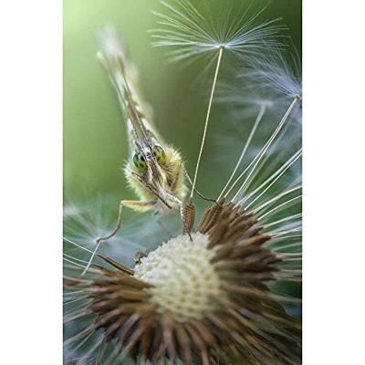 Laowa 100mm F/2.8 2X Ultra-Macro APO Nikon AI