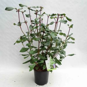 Sneeuwbal (Viburnum globosum “Jermyns Globe”) heester - 25-30 cm (C2) - 6 stuks