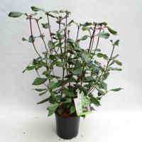 Sneeuwbal (Viburnum globosum “Jermyns Globe”) heester - 25-30 cm (C2) - 6 stuks - thumbnail
