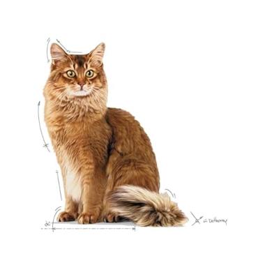 Royal Canin Light Weight Care natvoer kat (in gelei) 4 dozen (48 x 85 g) - thumbnail