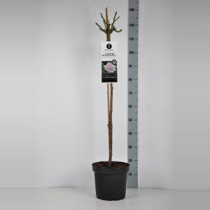 Grootbloemige roos op stam (rosa "A Whiter Shade of Pale"®) - Op stam 90 cm - 1 stuks