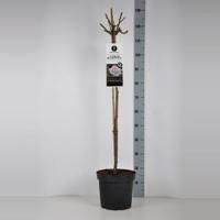 Grootbloemige roos op stam (rosa "A Whiter Shade of Pale"®) - Op stam 90 cm - 1 stuks - thumbnail