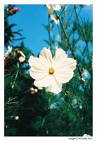 Harman Phoenix 200 135/36 - thumbnail