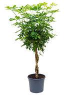 Schefflera gold capella gevlochten kamerplant - thumbnail