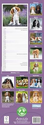 Cavalier King Charles Slim Calendar 2026 Dog Breed Slimline Calendar - 12 Month