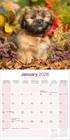 Lhasa Apso Kalender 2026 - thumbnail