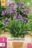 Agapanthus blauw - thumbnail