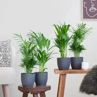 Palmen Plantenbox - Klein - P12 - thumbnail