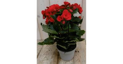 Begonia dubbelbloemig rood kamerplant Warentuin Natuurlijk - Warentuin natuurlijk Begonia dubbelbloemig rood kamerplant Warentuin Natuurlijk - Warentuin natuurlijk