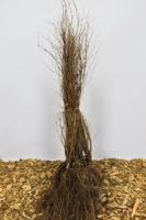 Sneeuwbes - thumbnail