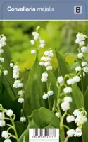 Lelietje-van-dalen (convallaria majalis) schaduwplant - 12 stuks - thumbnail