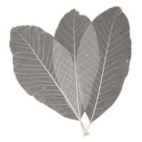 Lange Bladskeletten, 24st. - thumbnail