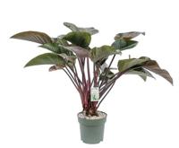 Philodendron Red Beauty I Potmaat 27 H100-110 kamerplant Beautanic Lifestyle - Beautanic lifestyle - thumbnail