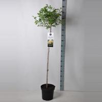 Treurroos op stam (rosa "Ghislaine de Feligonde") - thumbnail