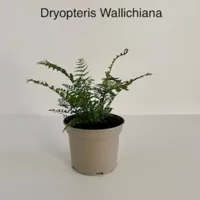 Tuinplant Zwarte Schub Varen Dryopteris Wallichiana - thumbnail