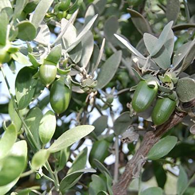 Jojoba oil bio 100 Milliliter