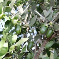 Jojoba oil bio 100 Milliliter - thumbnail