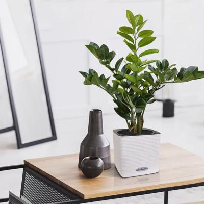 Zamioculcas kunstplant 55cm