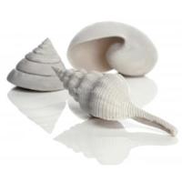 BiOrb schelp set 3 wit aquarium decoratie - thumbnail