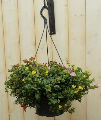 Hangplant Portulaca verschillende kleuren Epiphyllum Warentuin Natuurlijk - Warentuin natuurlijk