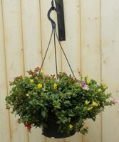 Hangplant Portulaca verschillende kleuren Epiphyllum Warentuin Natuurlijk - Warentuin natuurlijk - thumbnail